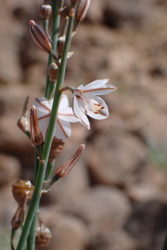 Annual Asphodel