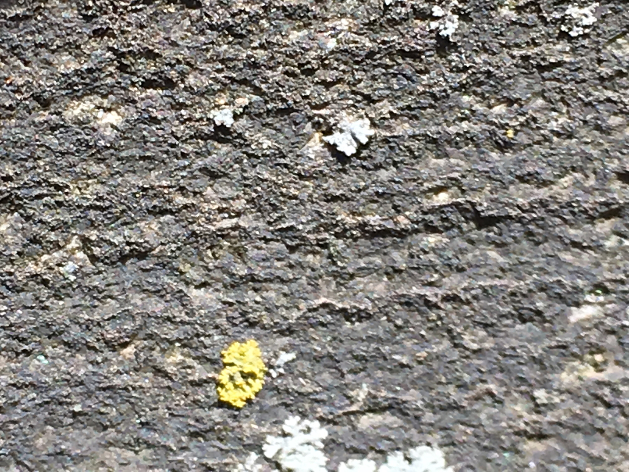 Physcia millegrana image