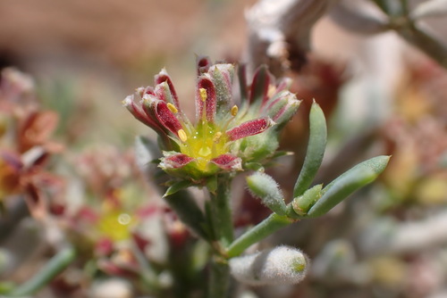 Gymnocarpos decander