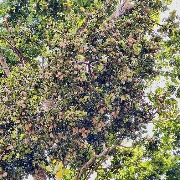 Foto de Jequitibá-branco