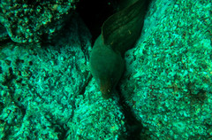 Gymnothorax castaneus