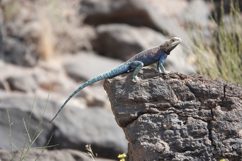 Bibron's Agama