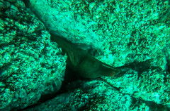 Gymnothorax castaneus