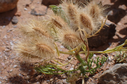 Ammodaucus leucotrichus