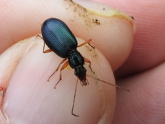 Agonum extensicolle