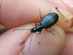 Agonum extensicolle