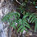 Asplenium haurakiense - Photo no hay derechos reservados, subido por Peter de Lange