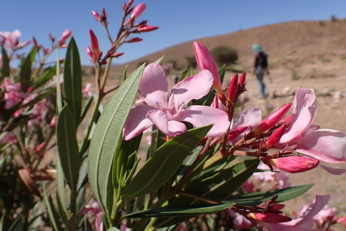 oleander