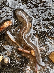 Desmognathus planiceps