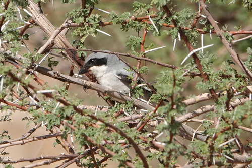 Great Gray Shrike