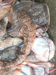 Blackspotted Catshark photo 3