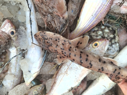 Black-spotted cat shark (Halaelurus buergeri) — Scyliorhinidae — 3
