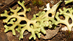 Xanthoparmelia semiviridis