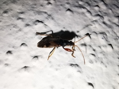 Pseudopamera nitidula