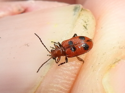 Four-spotted Neolema