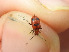 Neolema quadriguttata