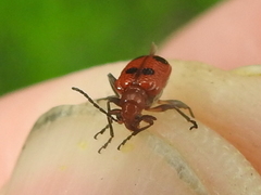 Neolema quadriguttata