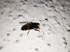 Pseudopamera nitidula