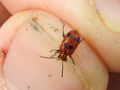 Neolema quadriguttata