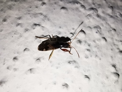 Pseudopamera nitidula