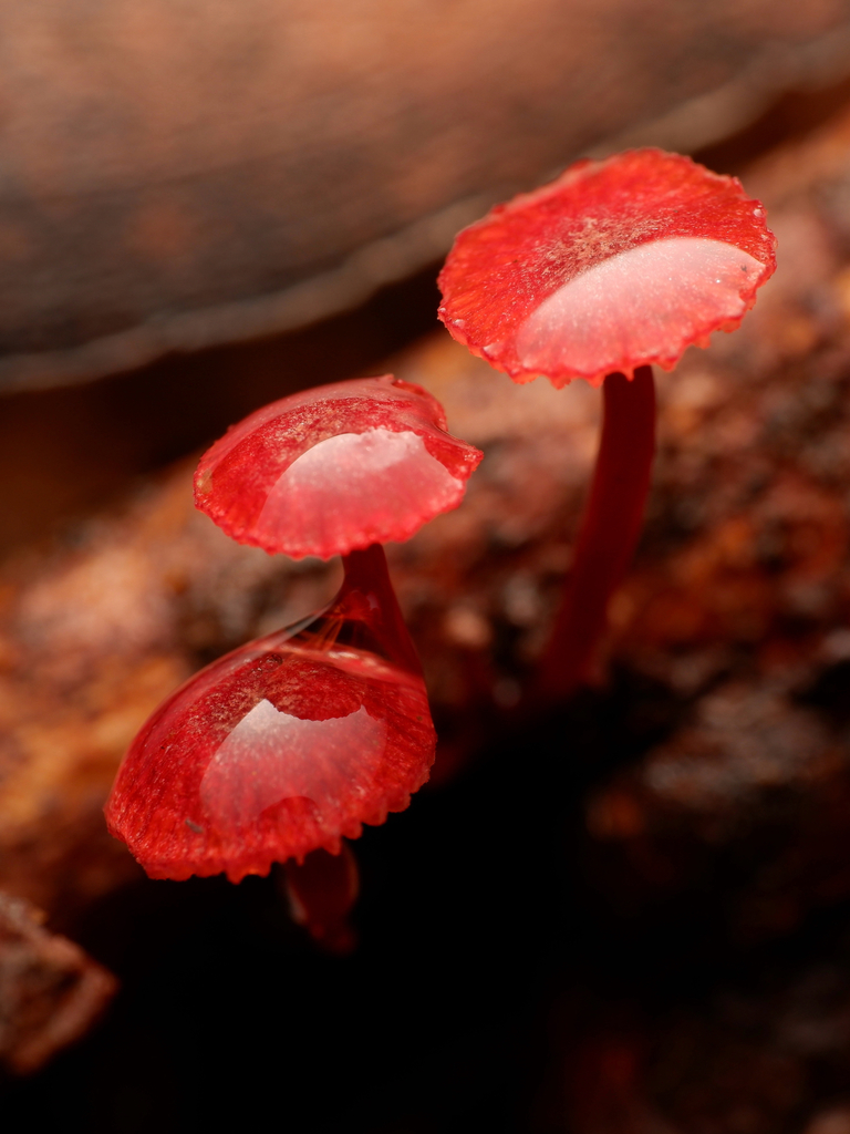 Cruentomycena viscidocruenta · April 2026 · photo: © celadonfern (iNaturalist, cc-by)