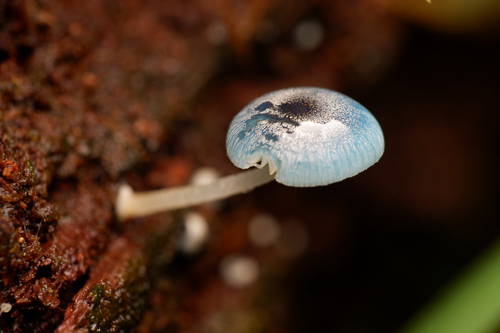 Mycena interrupta · April 2026 · photo: © celadonfern (iNaturalist, cc-by)