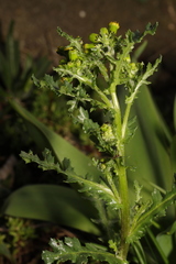 Senecio squalidus