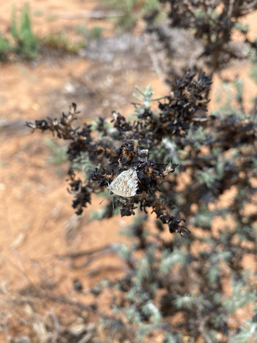 Saltbush Blue
