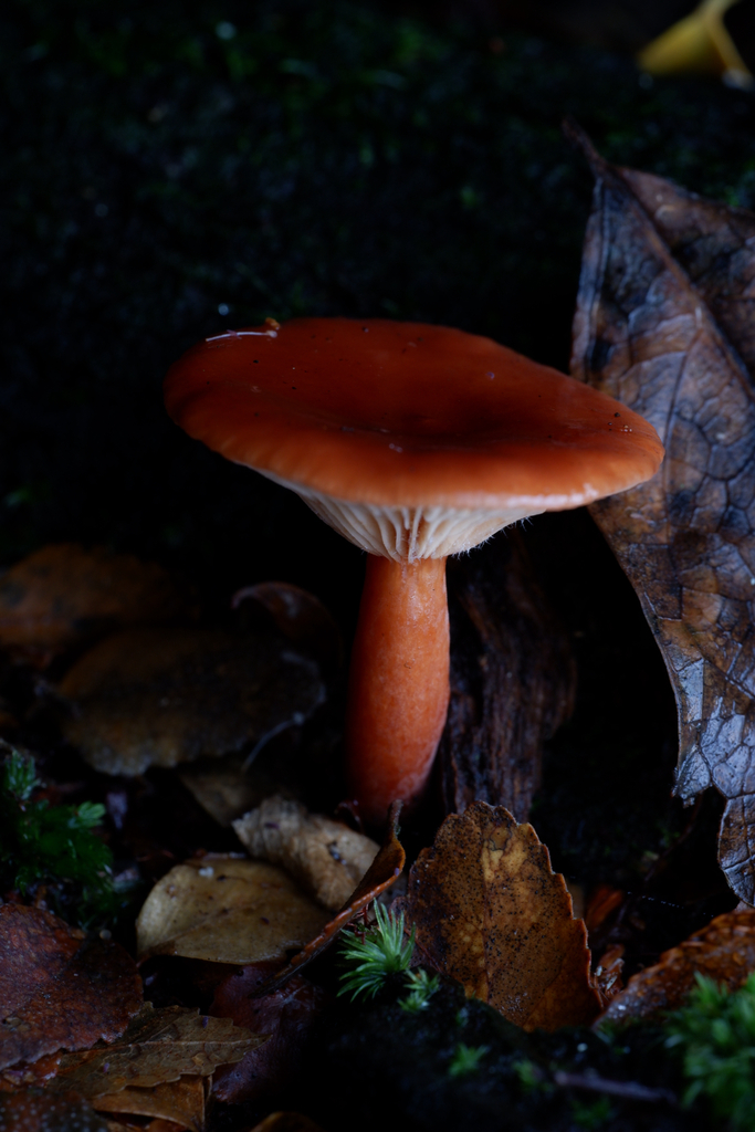 Lactarius eucalypti · April 2026 · photo: © celadonfern (iNaturalist, cc-by)