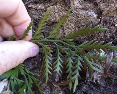 Asplenium haurakiense