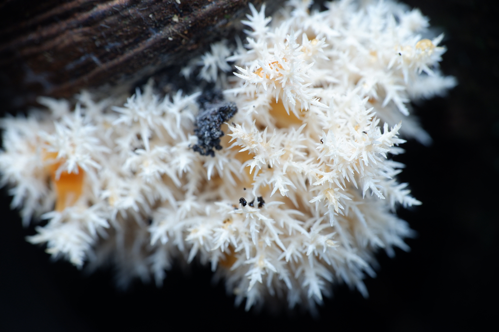 Hericium coralloides · April 2026 · photo: © celadonfern (iNaturalist, cc-by)