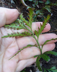 Asplenium haurakiense