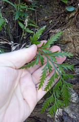 Asplenium haurakiense