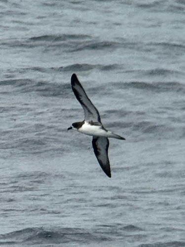 Galapagos Petrel (Pterodroma phaeopygia)