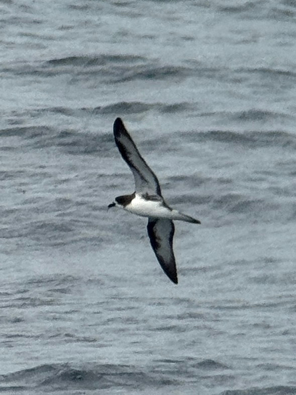 Galapagos Petrel (Pterodroma phaeopygia), photo 1