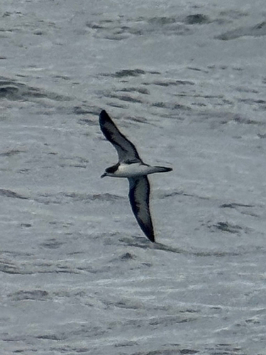 Galapagos Petrel (Pterodroma phaeopygia), photo 2