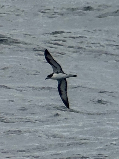 Galapagos Petrel (Pterodroma phaeopygia), photo 2