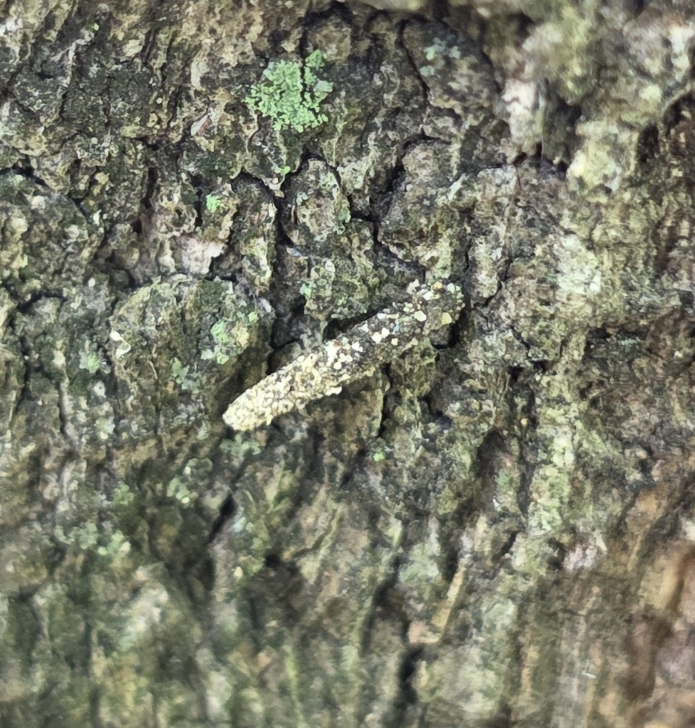 Ceratosticha leptodeta