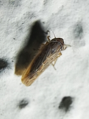 Deltocephalini