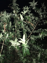 Buddleja davidii