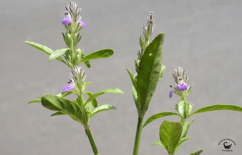 Purple Justicia