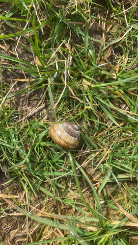 Arianta arbustorum