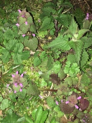 Lamium purpureum