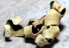 Xanthoparmelia semiviridis