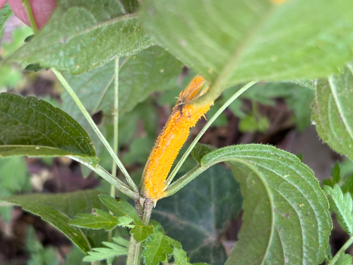 Melampsora rostrupii