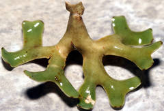 Xanthoparmelia semiviridis