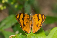 Lucinia sida