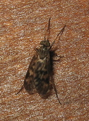 Rhagio punctipennis