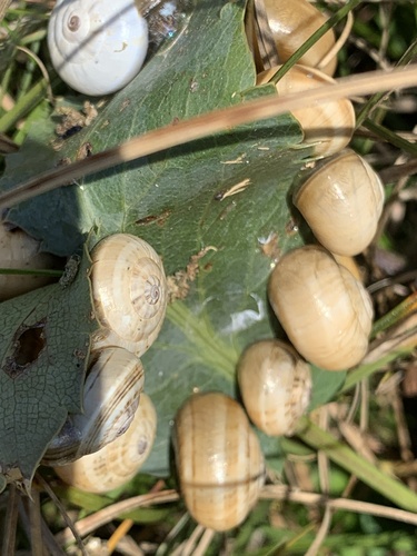 Theba pisana