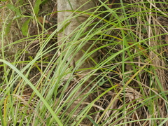 Carex solandri